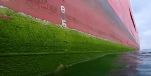 Extensive Biofouling of long grass and algae on a vessel