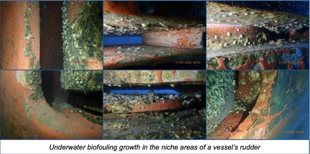 Marine Growth To The Niche Areas